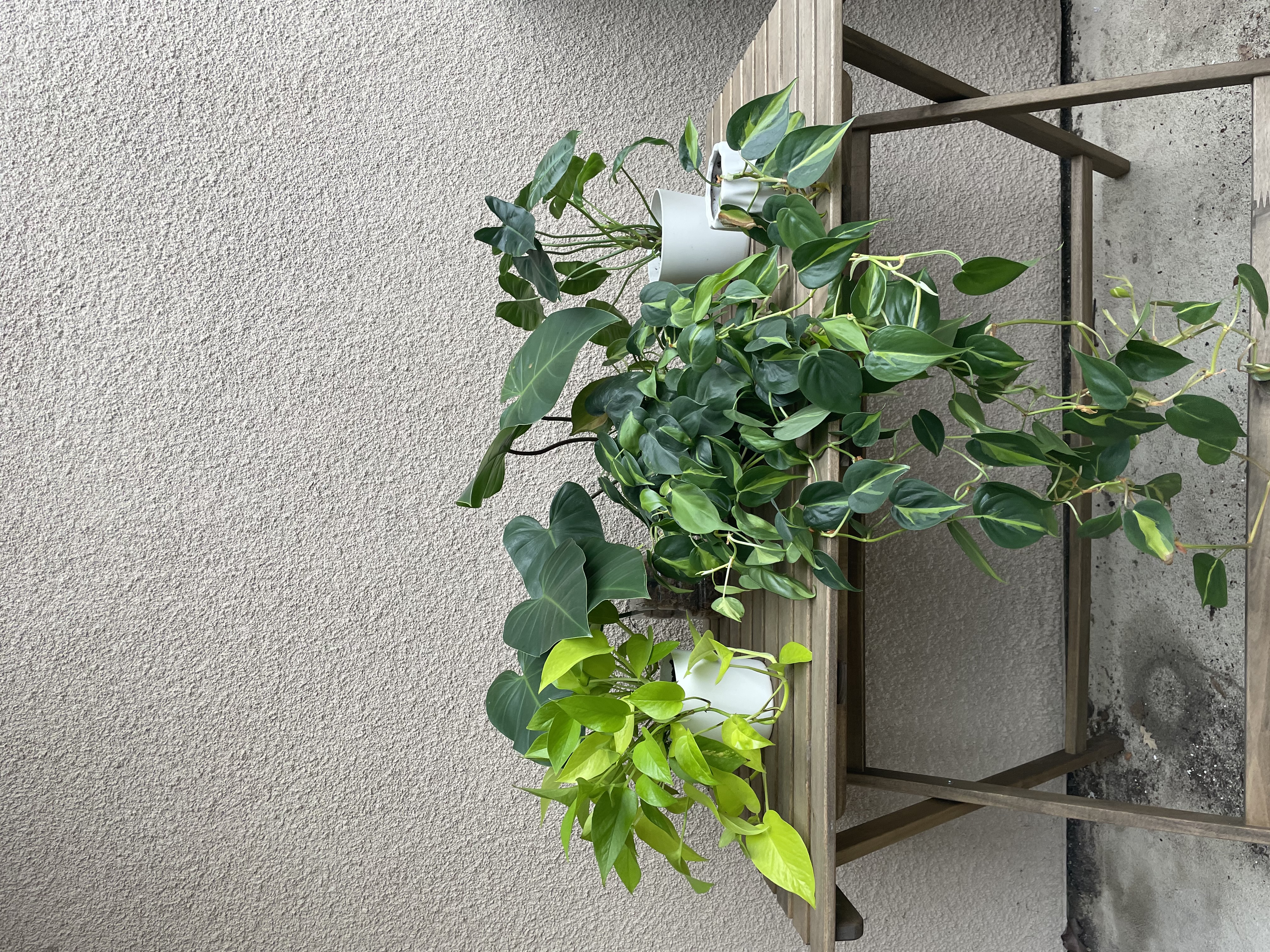 plants