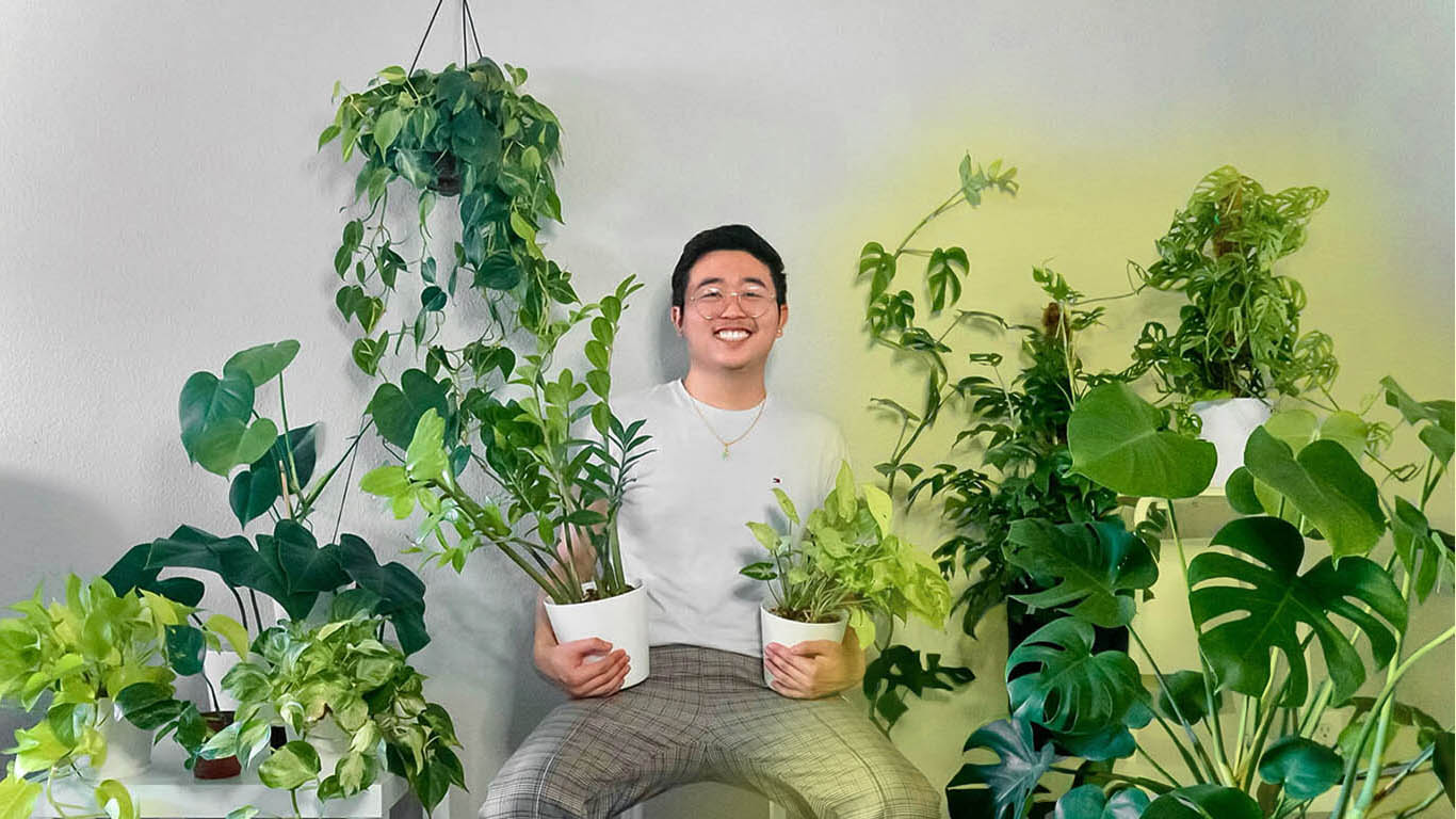 monstera