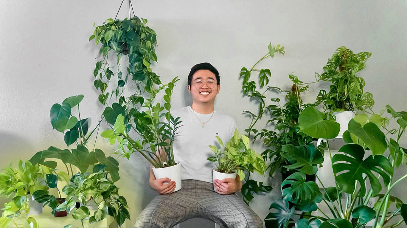 pothos